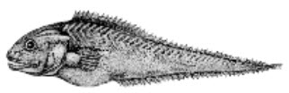 Brotulotaenia brevicauda_claves.jpg